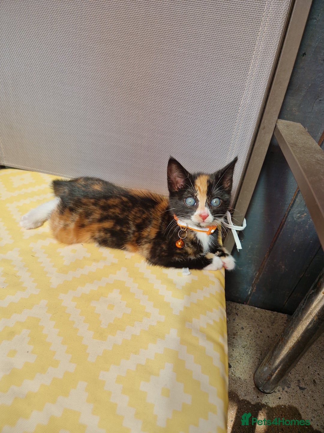 Mixed Breed cats for sale: Gorgeous calico kitten.. please read description  - Image 1