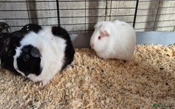 Guinea Pig rodents for sale: Female guinea pigs  - Image 4