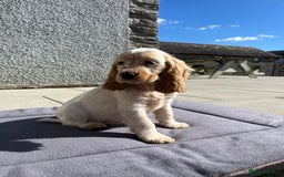 Cocker Spaniel dogs for sale: KC Health tested show type cocker spaniel puppies - Image 4