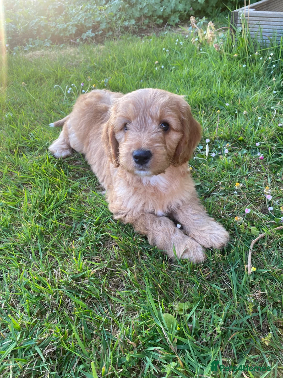 Cockapoo dogs for sale: Beautiful CockapooF1 girl ready Bank Holiday wkend - Advert 6