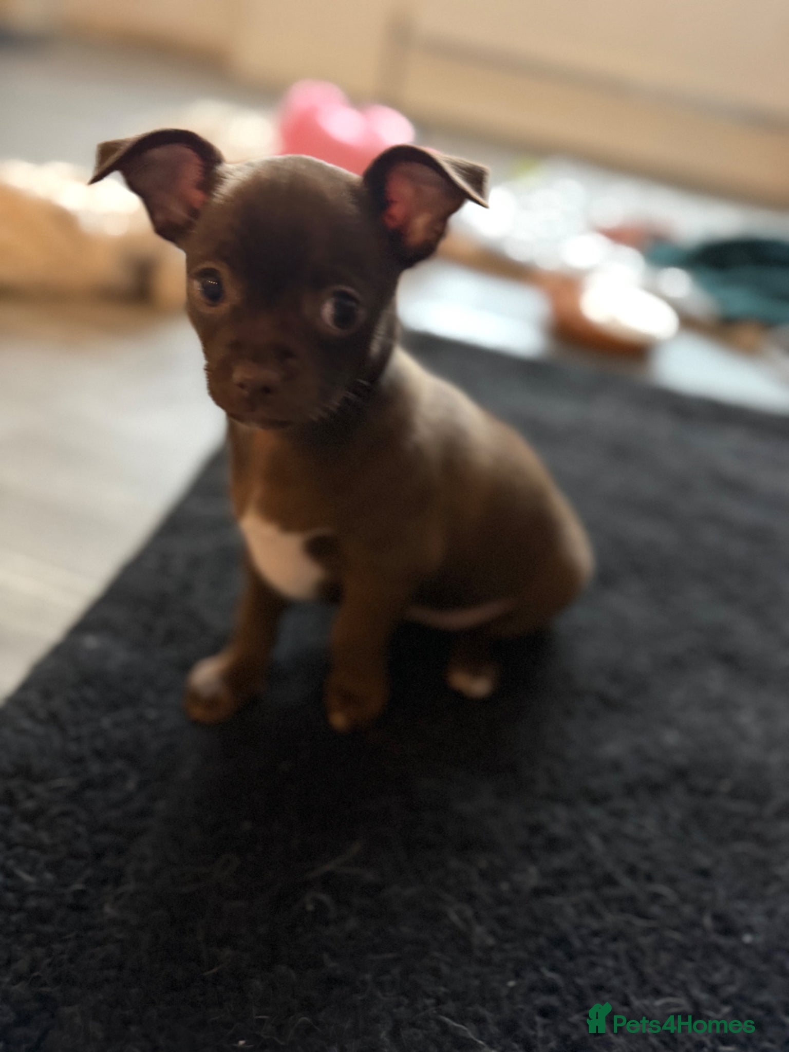 Chihuahua dogs Beautiful Chihuahua Pups - Last Puppy - Advert 3