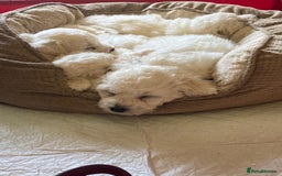 Bichon Frise dogs for stud: KC REGISTERED PROVEN STUD BEST BY FAR OVER 200 pu in Harlow - Image 5