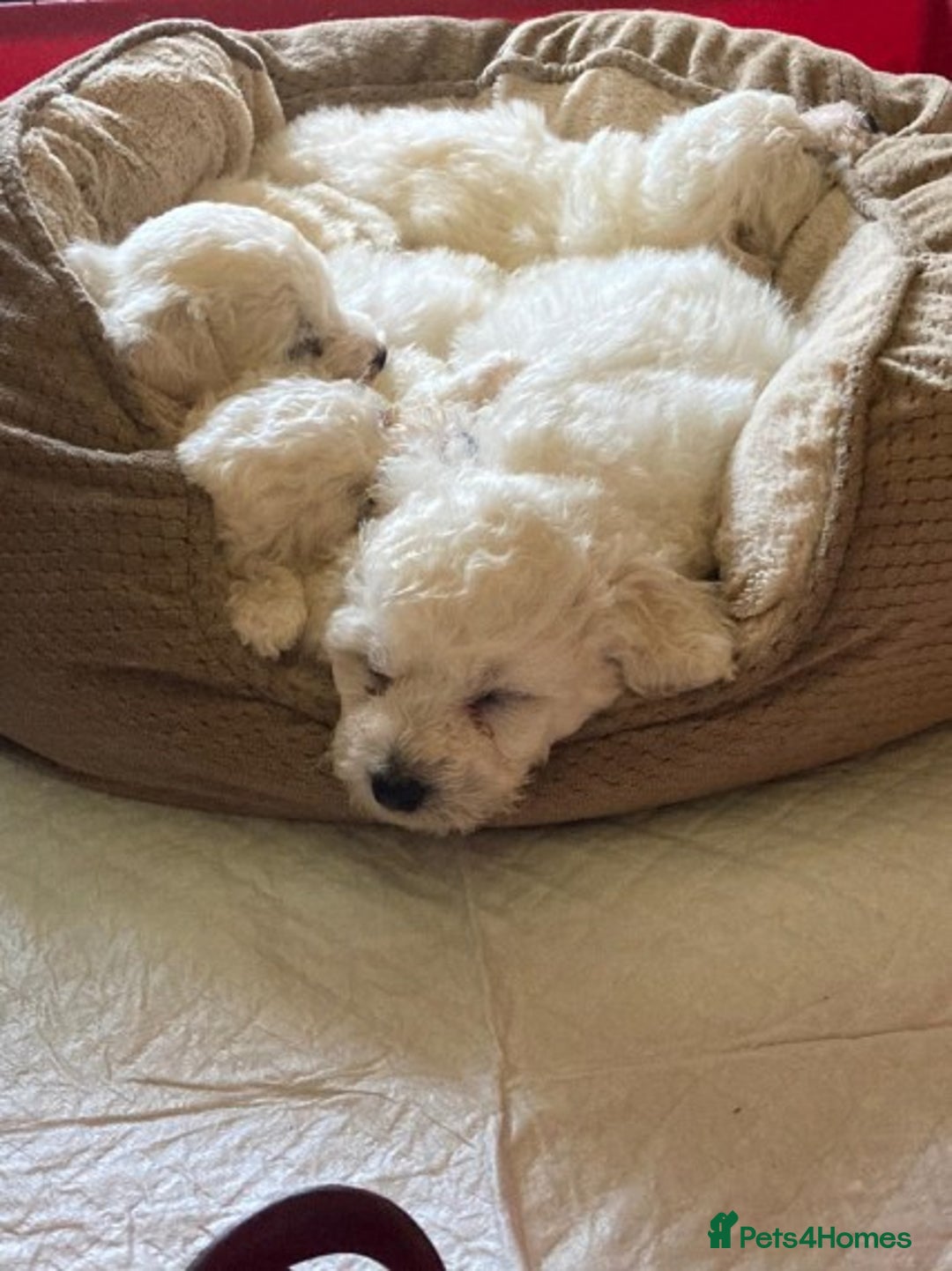 Bichon Frise dogs for stud: KC REGISTERED PROVEN STUD BEST BY FAR OVER 200 pu in Harlow - Image 5