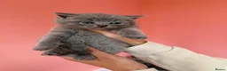 British Shorthair cats for sale: Beautiful chunky British shorthaired kittens  - Advert 3