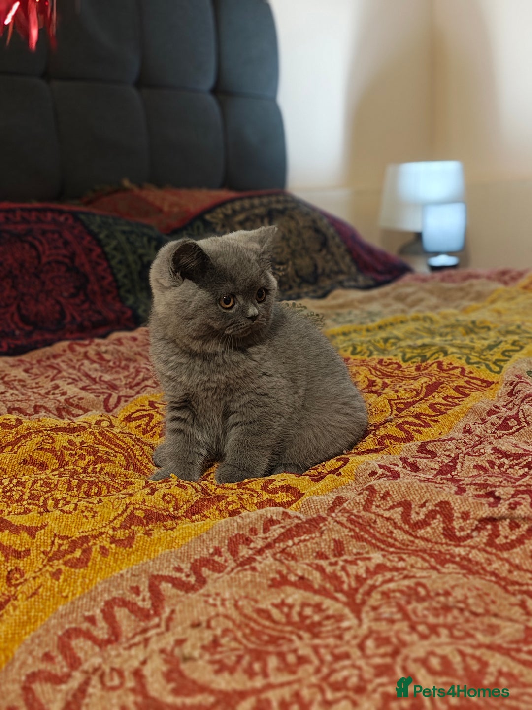 British Shorthair cats for sale: Last blue girl  BSH TICA  registered  - Advert 3