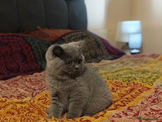British Shorthair cats Last one blue bsh kitten available GCCF - Advert 1