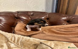 Jack Russell dogs for sale: Jack Russell pup - Image 3
