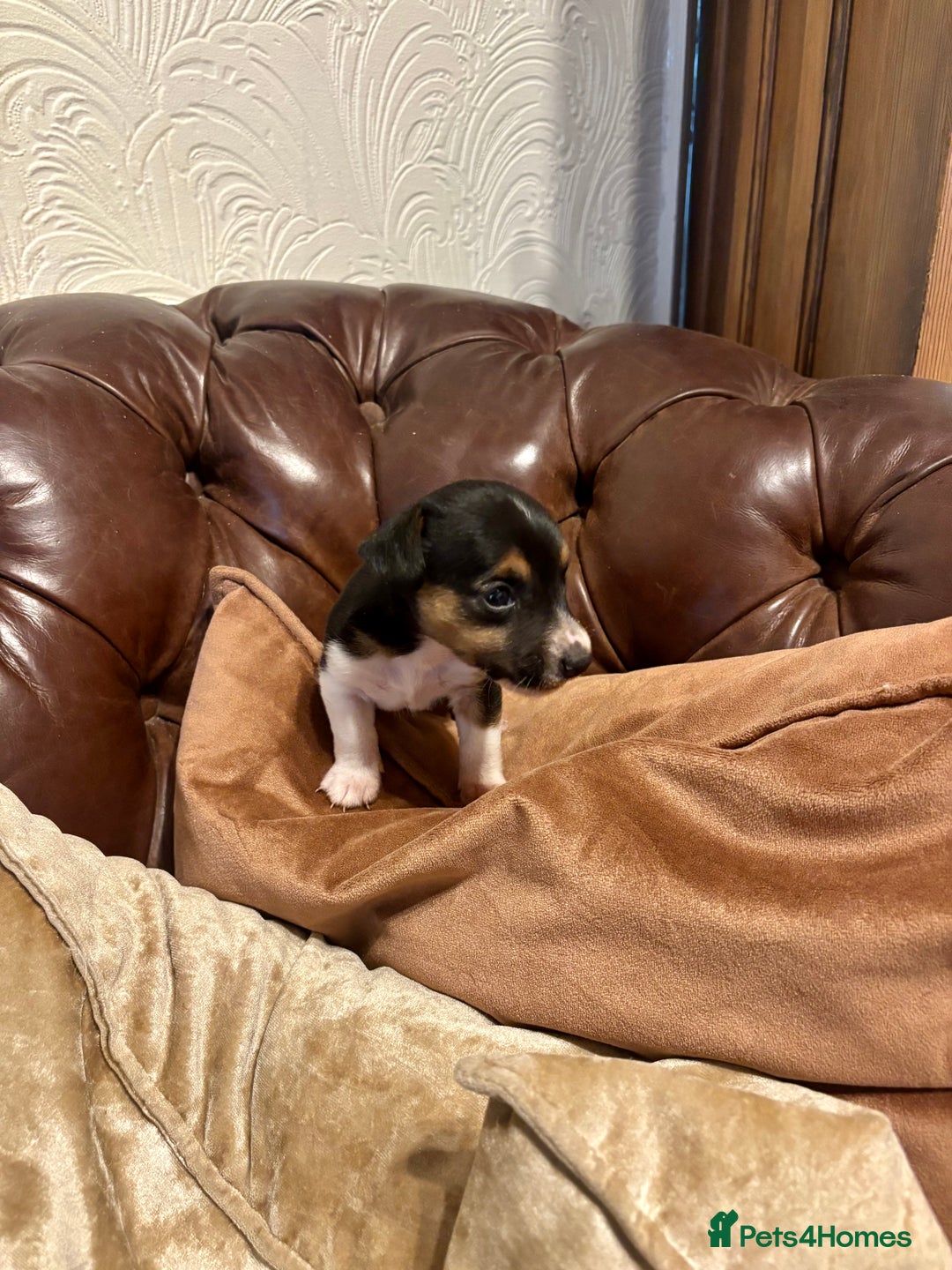 Jack Russell dogs for sale: Jack Russell pup - Image 3