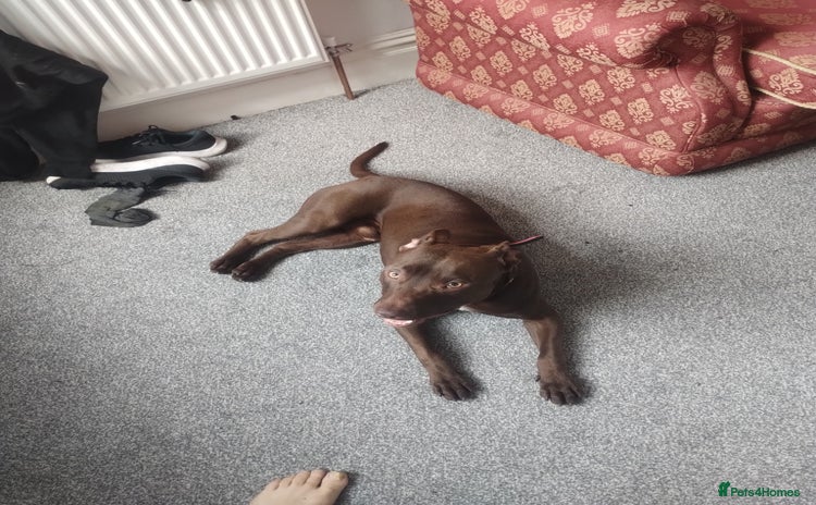 Mixed Breed dogs - Advert 18