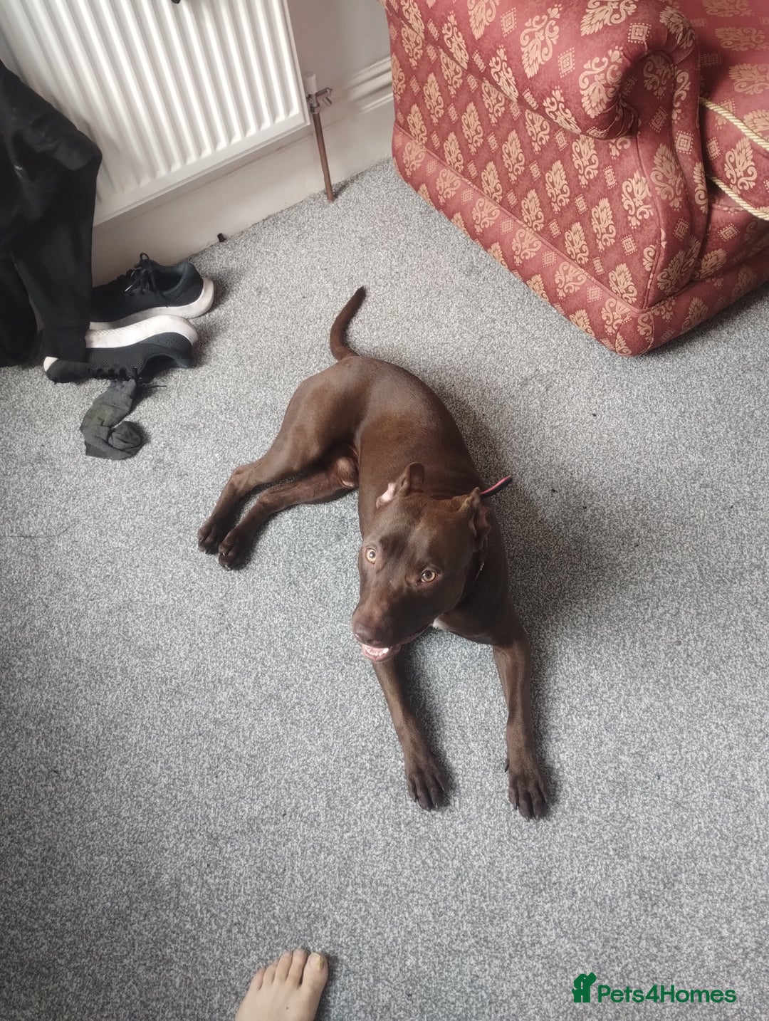 Mixed Breed dogs for sale: Beautiful 9 months old cross breed for sale  - Image 1