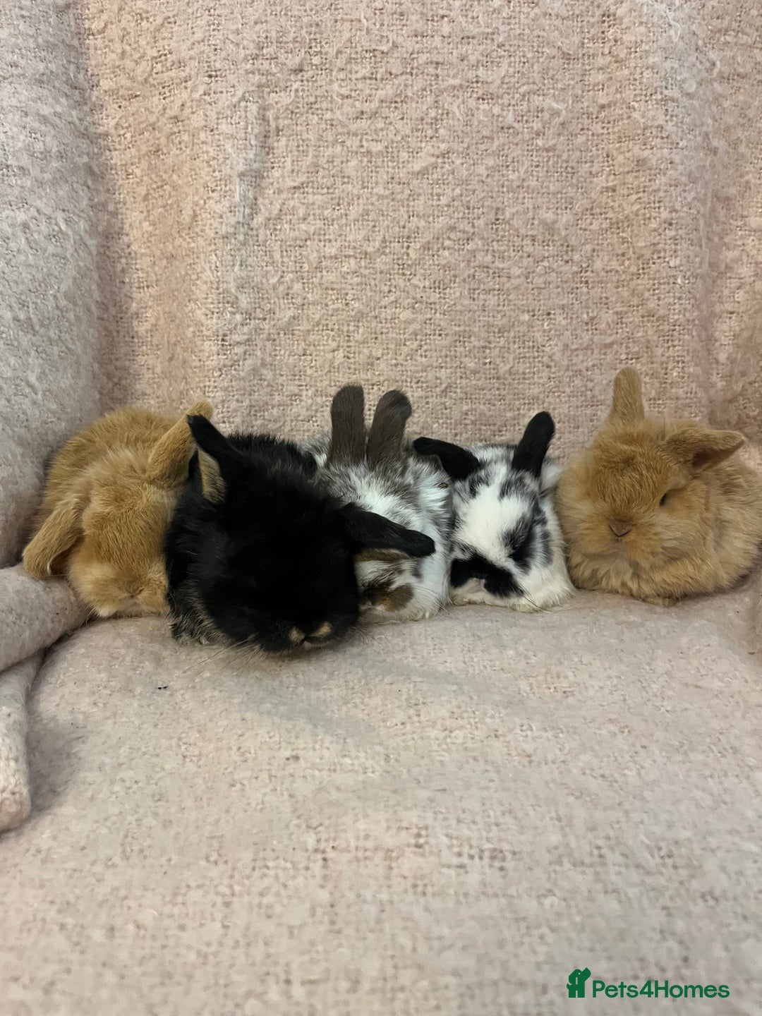 Mini Lop rabbits for sale: Gorgeous mini lops  - Advert 2