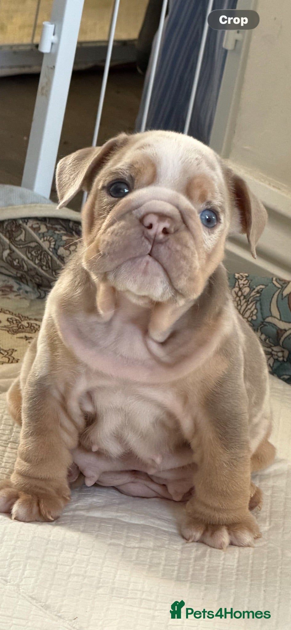 English Bulldog dogs 🏆 💙KC reg ENGLISH BULLDOG pups 🏅🏆 - Advert 20