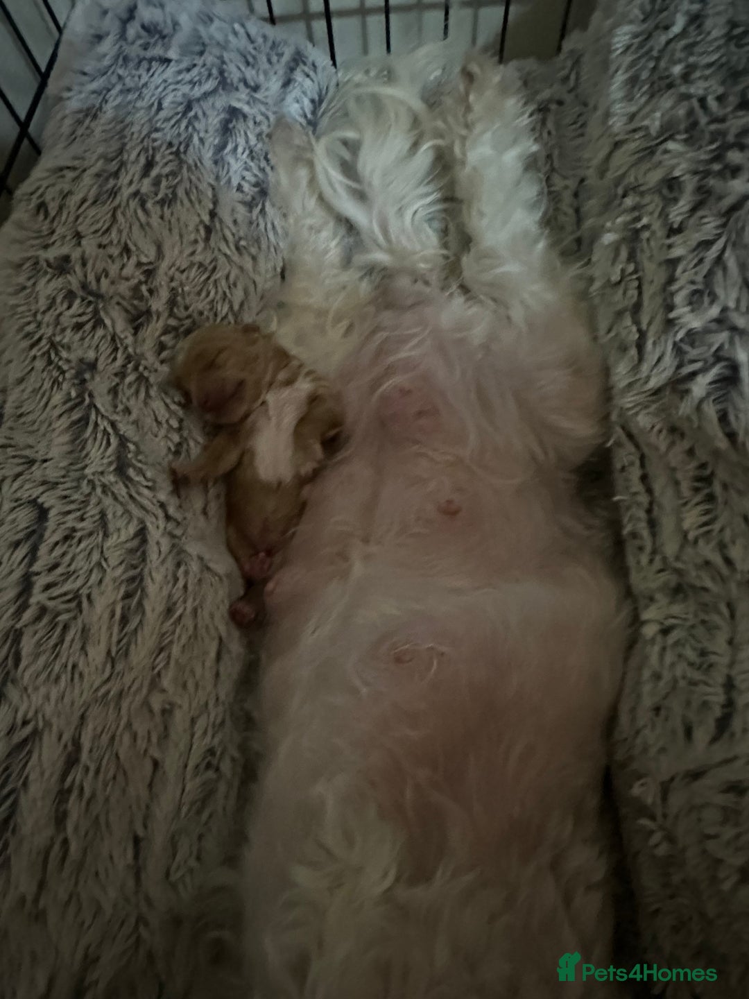 Maltipoo dogs for sale: Maltipoo Boy  - Advert 5