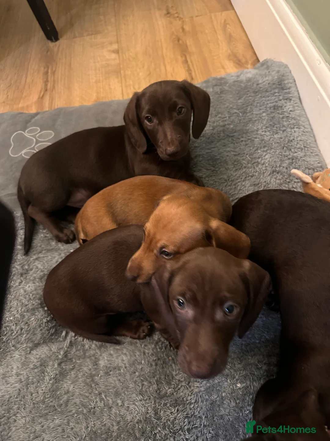 Dachshund dogs for sale: Dachshund puppies  in Portsmouth - Advert 2