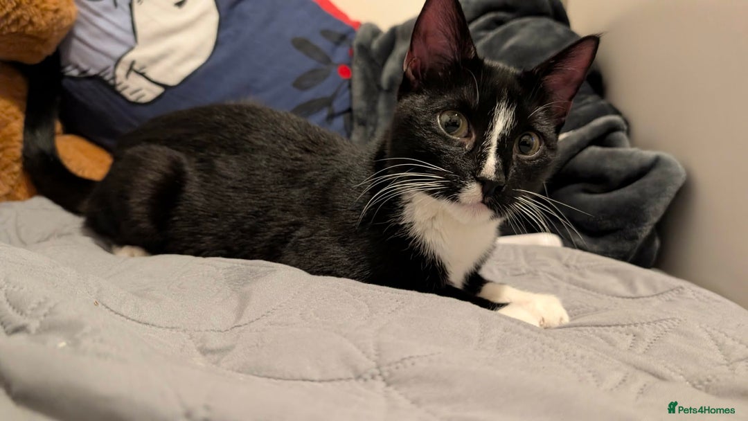 Mixed Breed cats for sale: kitten domestic short hair - Advert 4