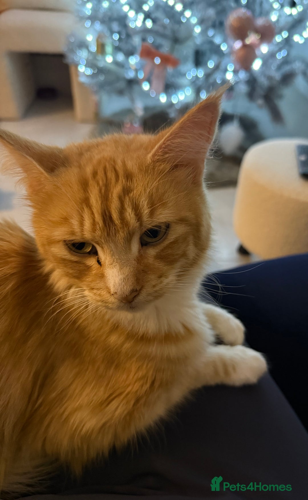 Mixed Breed cats for sale: Ginger Boy Ready for New Home  - Advert 1