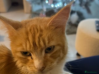 Mixed Breed cats Ginger Boy Ready for New Home - Advert 2