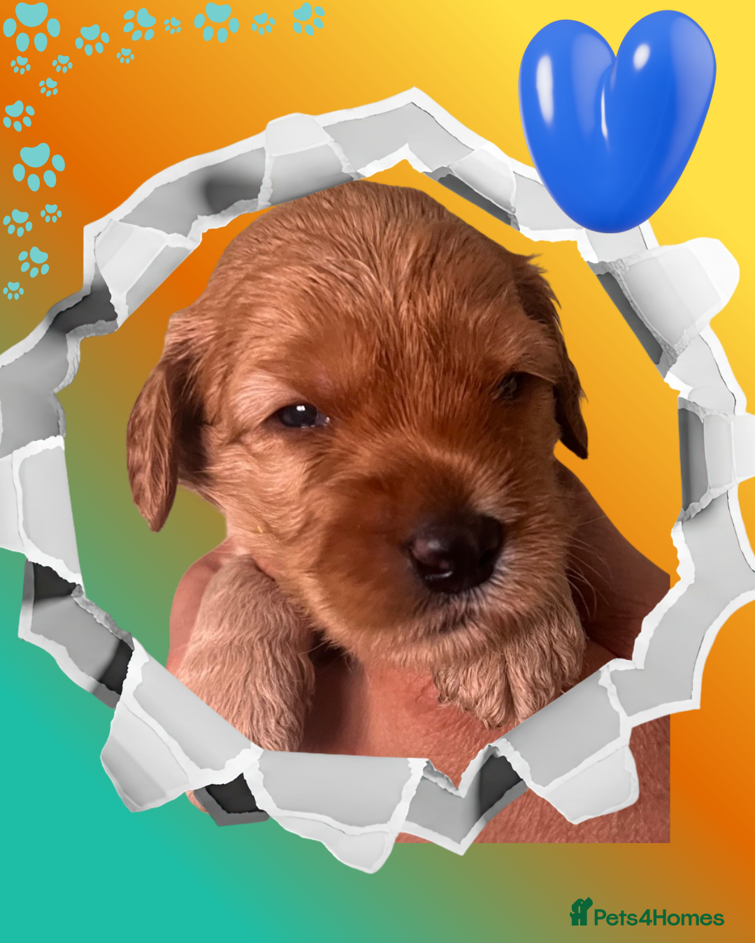 Australian Labradoodle dogs Tiny Tails,Big♥️Australian labradoodle - Advert 3