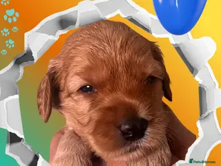 Australian Labradoodle dogs Tiny Tails,Big♥️Australian labradoodle - Advert 3