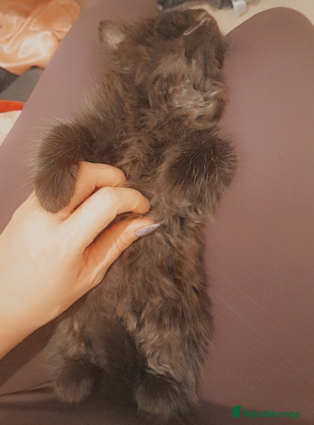 British Longhair cats for sale: British longhair male kitten - Advert 3