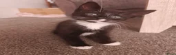 Mixed Breed cats for sale: Adorable kittens - Advert 6