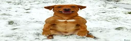 Labrador Retriever dogs for sale: Odie the Fox Red Labrador  - Advert 10