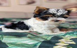 Yorkshire Terrier dogs for sale: Beautiful very small xxxs Biewer Yorkshire Terrier - Image 37