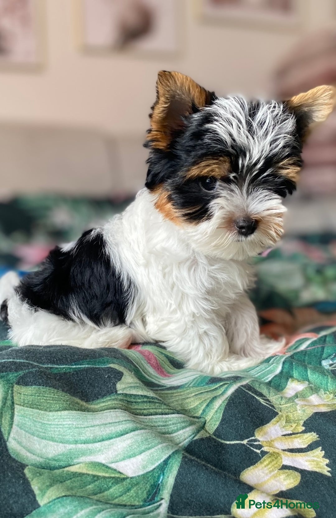 Yorkshire Terrier dogs for sale: Beautiful very small xxxs Biewer Yorkshire Terrier - Image 37