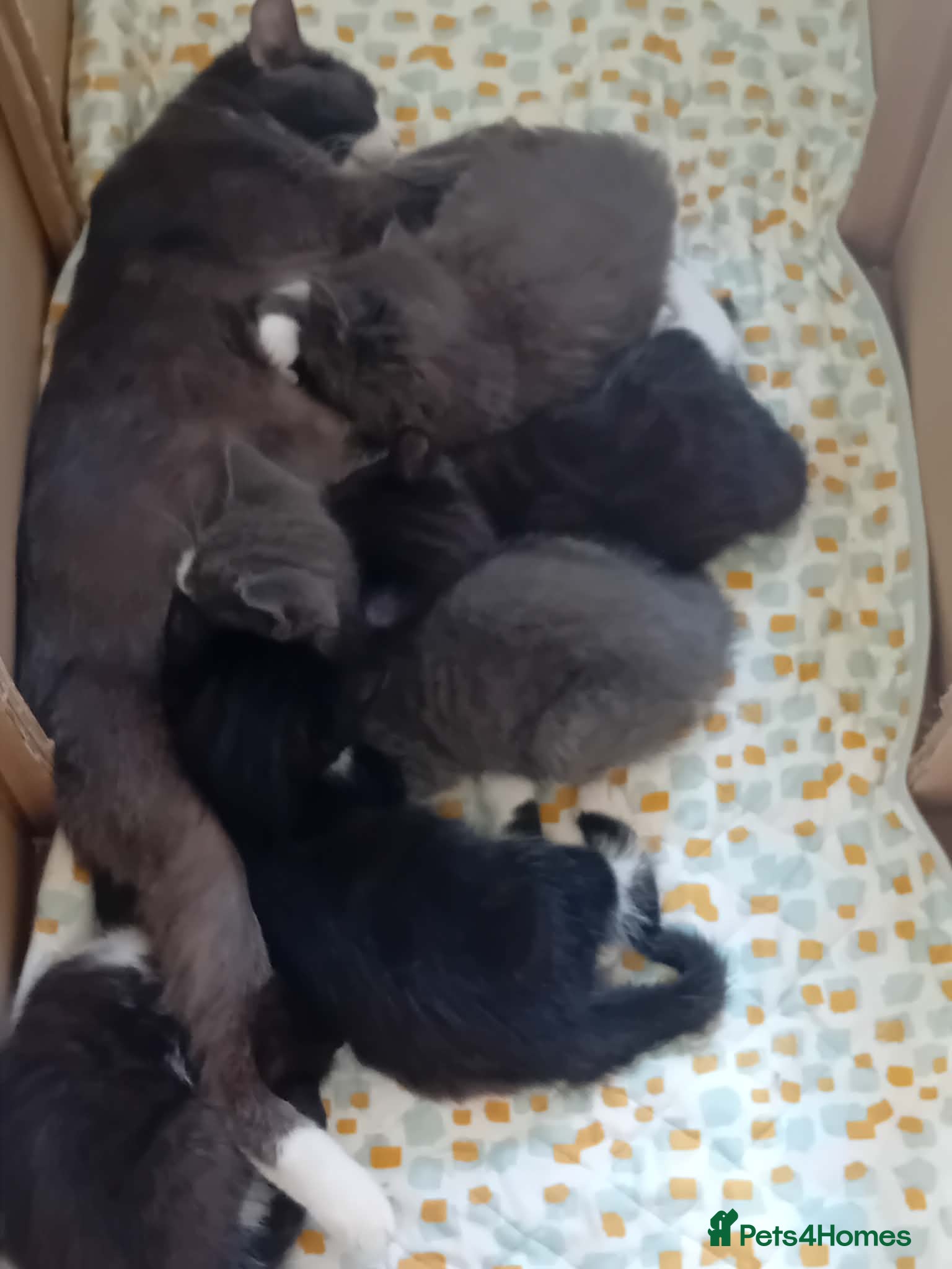 Mixed Breed cats Adorable kittens  - Advert 2