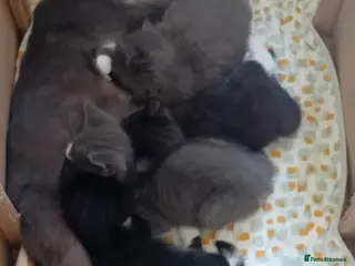 Mixed Breed cats Adorable kittens - Advert 2