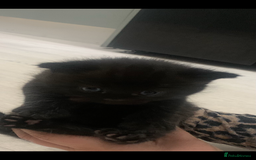 British Shorthair cats for sale: British short hair - Advert 7