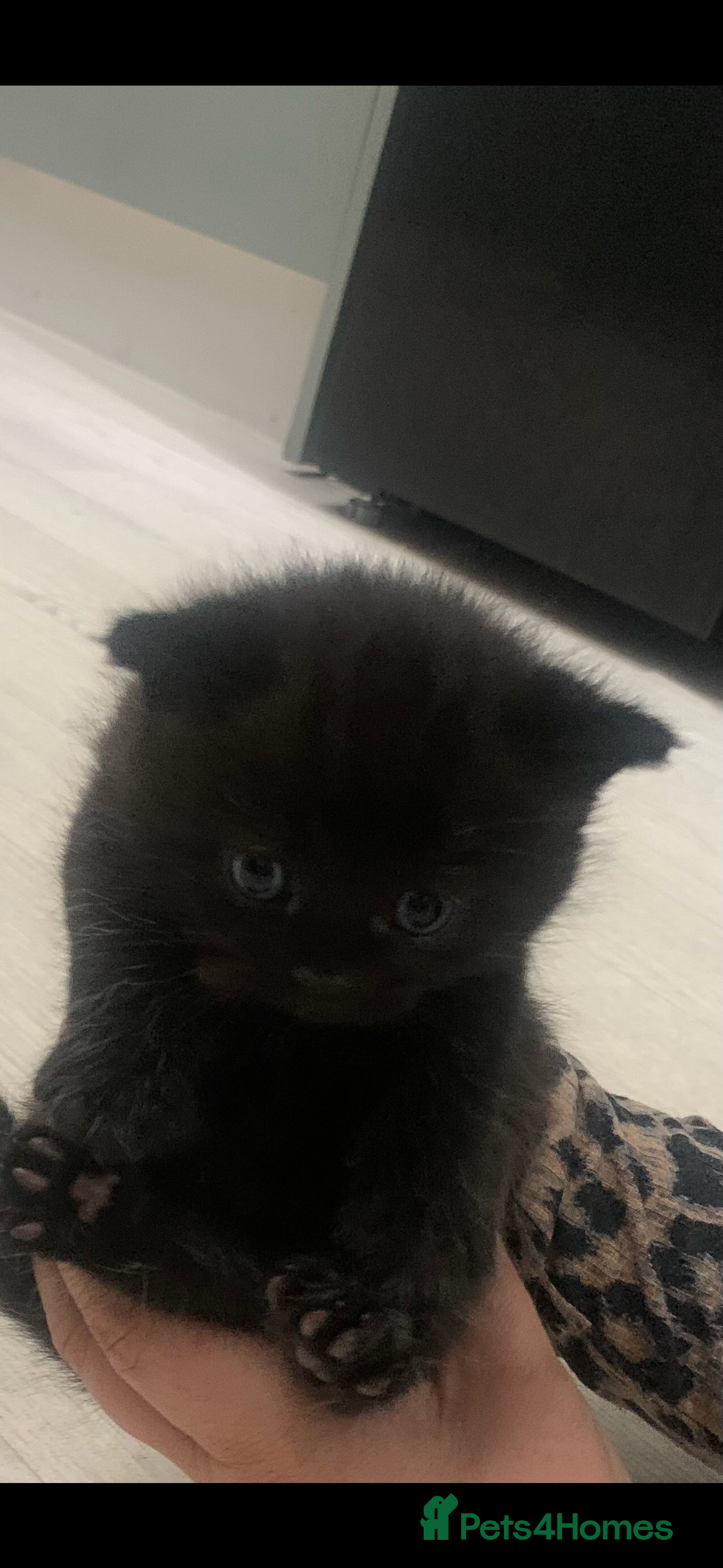 British Shorthair cats for sale: British short hair - Advert 7