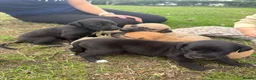 Mixed Breed dogs for sale: Outstanding Working-Bred Whippet Lurcher Puppies  - Advert 2