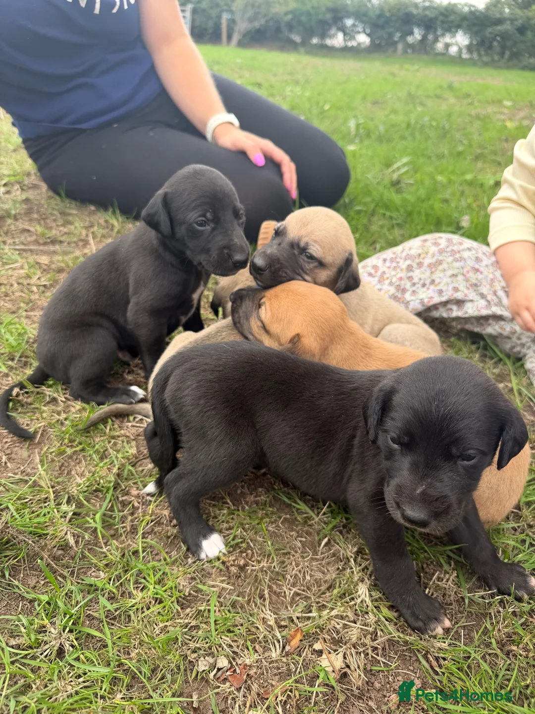 Mixed Breed dogs for sale: Outstanding Working-Bred Whippet Lurcher Puppies  - Advert 2
