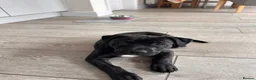 Staffordshire Bull Terrier dogs for sale: Staffordshire bull terrier puppy (Lola)  - Advert 7