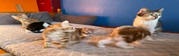 Mixed Breed cats for sale: KITTENS: 3 ginger males and one black white female in Manchester - Advert 9