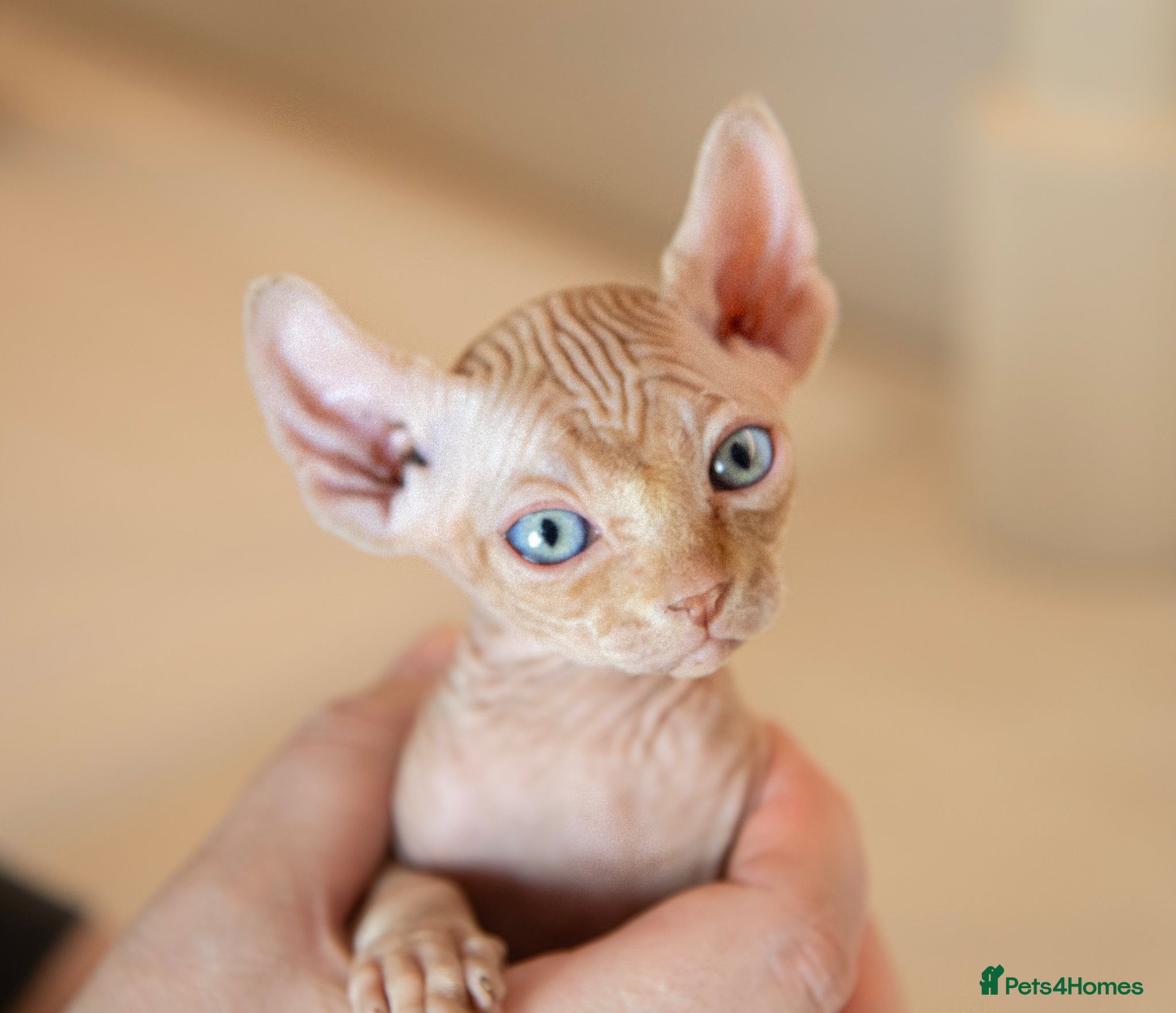 Sphynx cats LAST MALE Champion Sphynx ready to go  - Advert 4