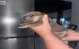 English Bulldog dogs for sale: Beautiful English bulldog puppies - Image 24