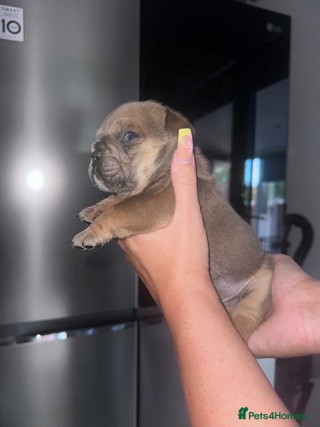 English Bulldog dogs for sale: Beautiful English bulldog puppies - Image 24