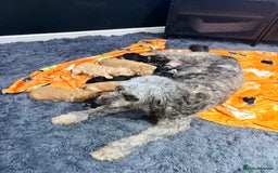 Mini Goldendoodle dogs for sale: 🐾🐾Mini golden doodles out of therapy asst momma - Image 7