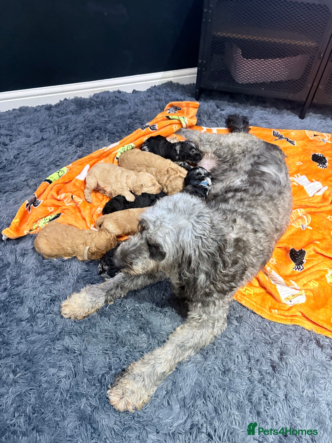Mini Goldendoodle dogs for sale: 🐾🐾Mini golden doodles out of therapy asst momma - Image 7