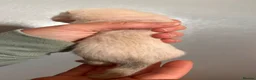 Ferret rodents for sale: ferret kits for sale  - Advert 34