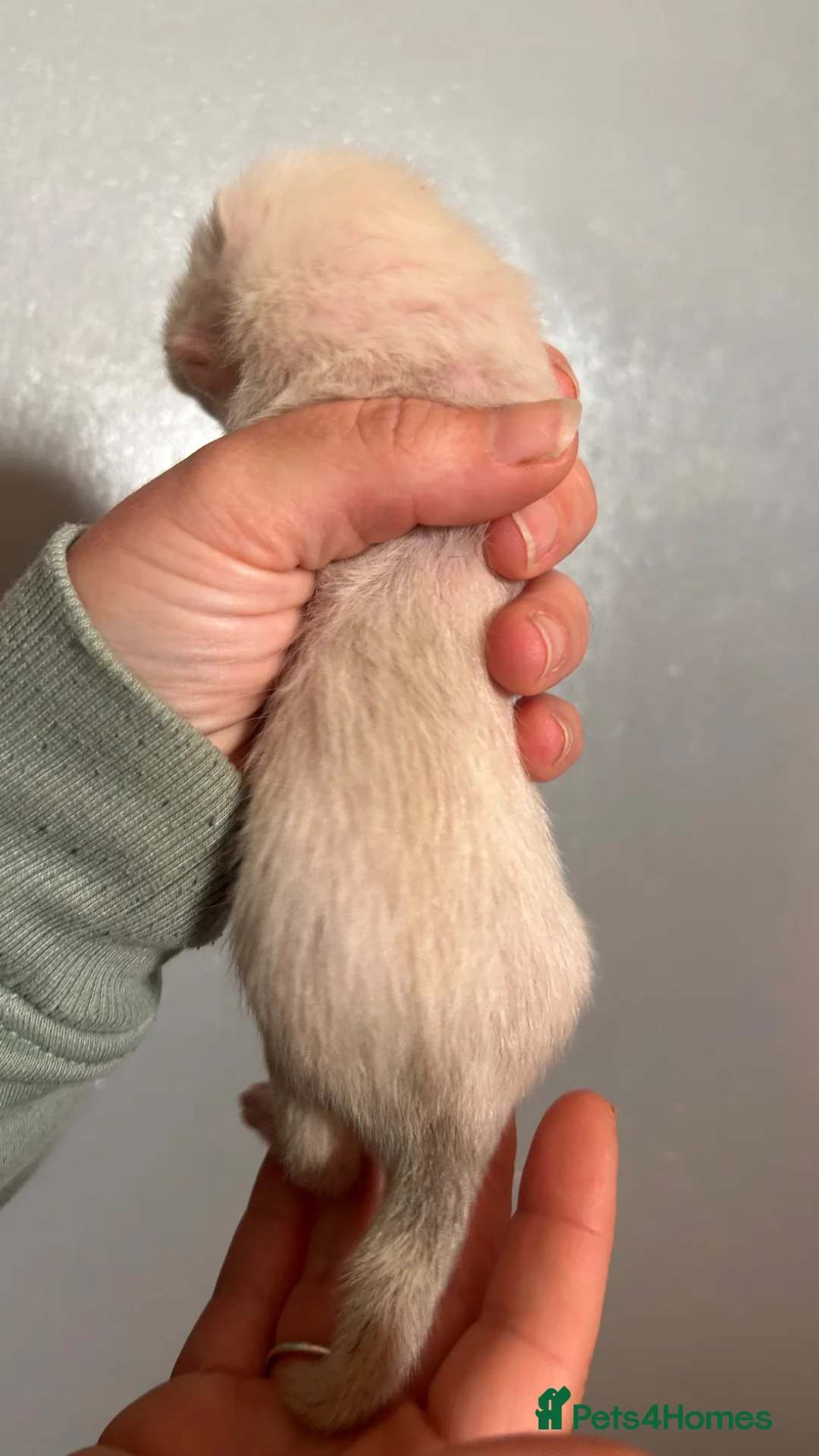 Ferret rodents for sale: ferret kits for sale  - Advert 34