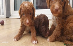 Cockapoo dogs for sale: ** BEAUTIFUL LITTER OF COCKAPOOS ** - Image 12