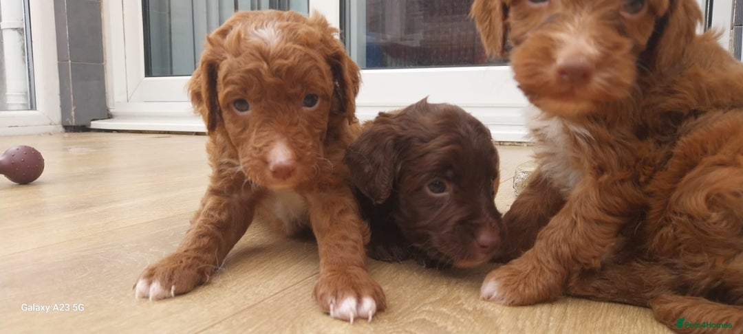 Cockapoo dogs for sale: ** BEAUTIFUL LITTER OF COCKAPOOS ** - Image 12