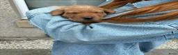 Labrador Retriever dogs for sale: KC Registered Labrador Puppies (fox red)  - Advert 6