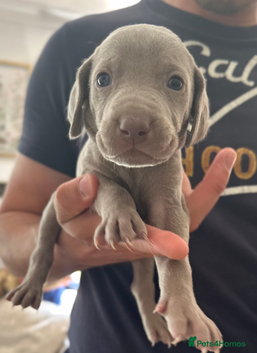 Weimaraner dogs for sale: (3 remaining!) 8 Stunning KC 🩷&💙 Weimaraner pups in Thetford - Image 11