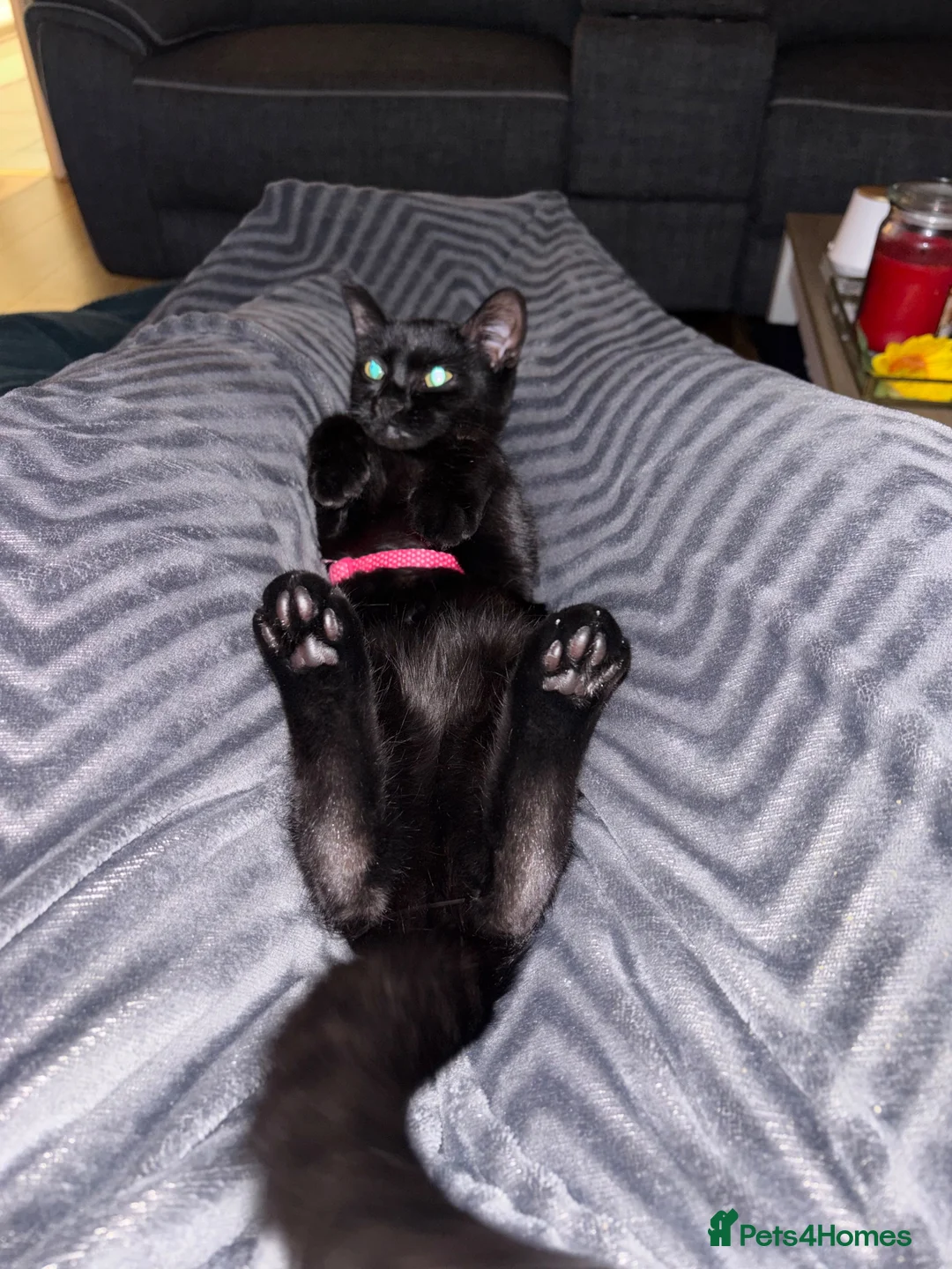 British Shorthair cats for sale: 1 year old Kitten - Advert 2