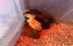 Ducks poultry for sale: 4 ducklings for sale still available  - Image 2