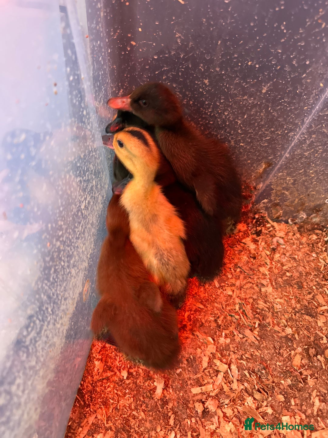 Ducks poultry for sale: 4 ducklings for sale still available  - Image 2